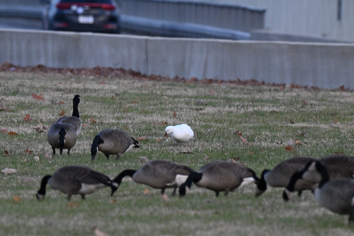 Ross's Goose - ML646497412