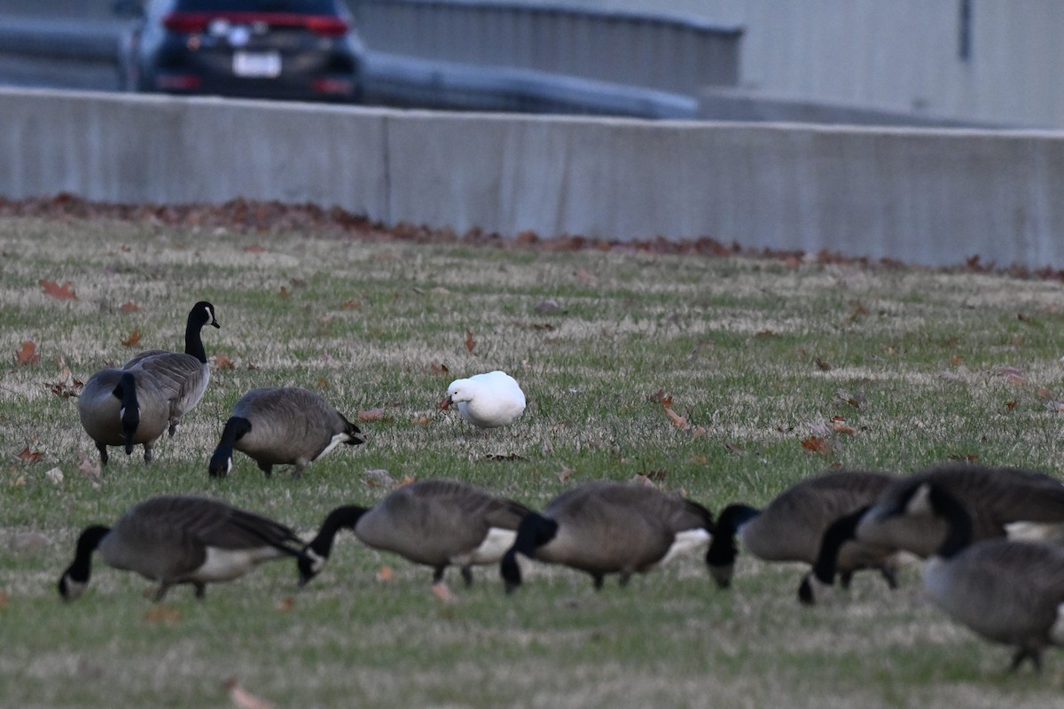 Ross's Goose - ML646497413