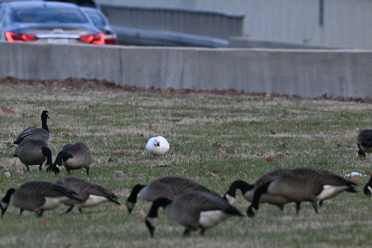 Ross's Goose - ML646497414