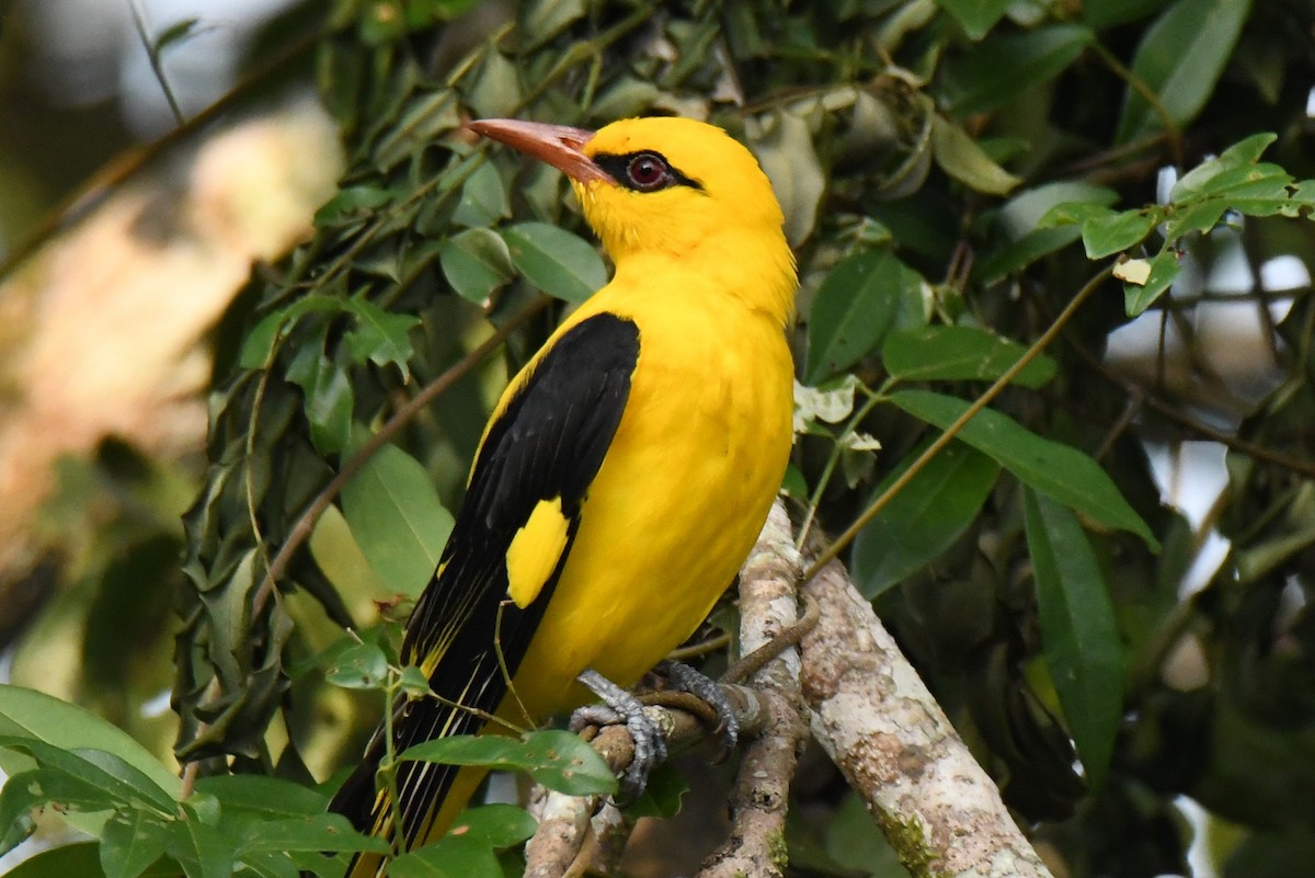זהבן הודי - ML646497415