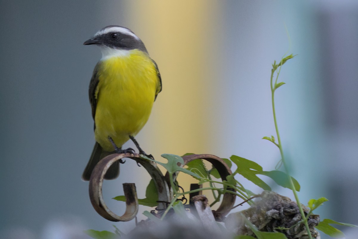 Красношапочный бентеви - ML646497416