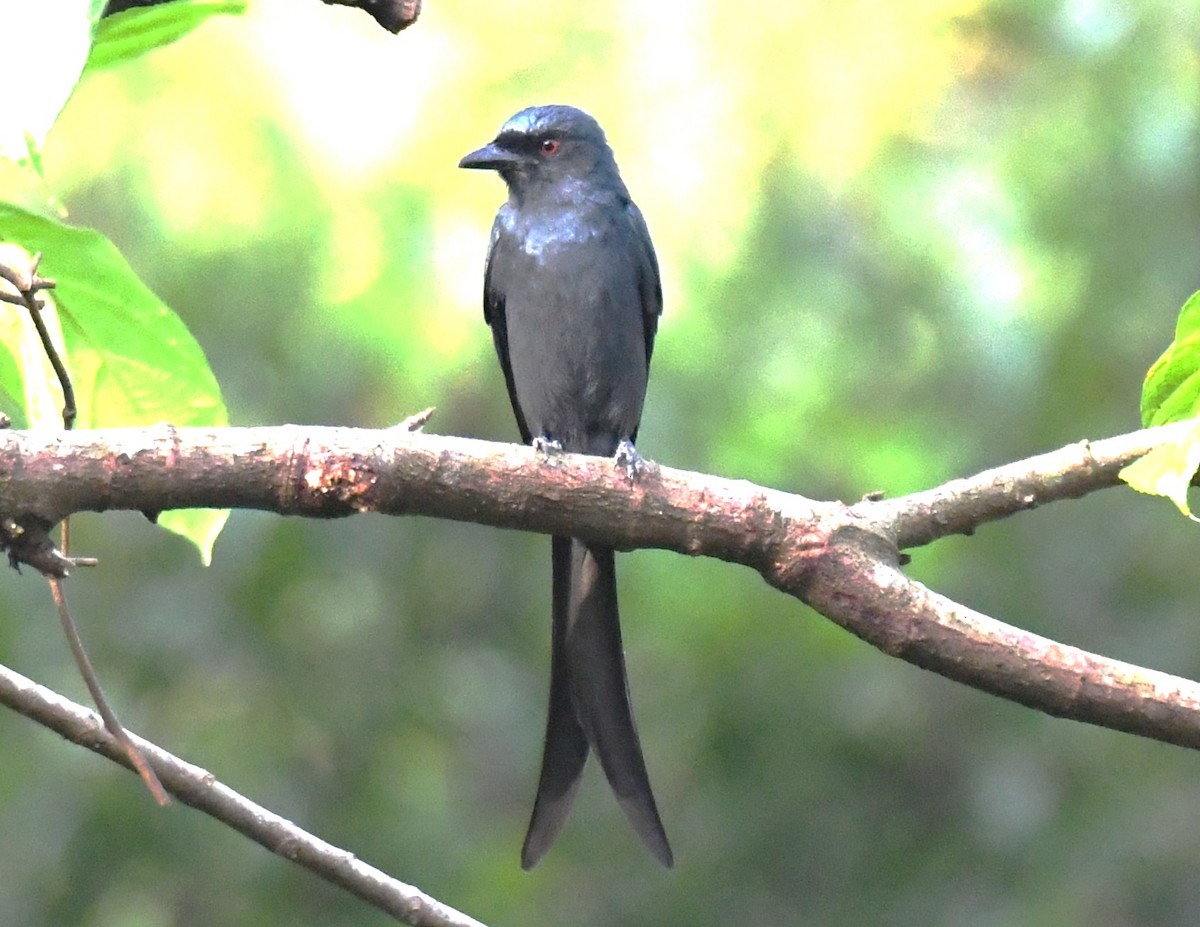 Ashy Drongo - ML646497419