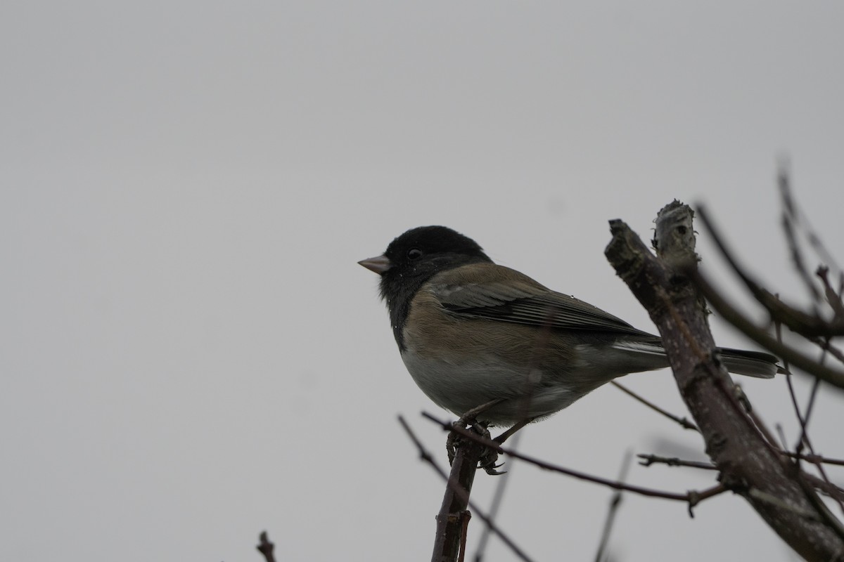 Dark-eyed Junco - ML646497423