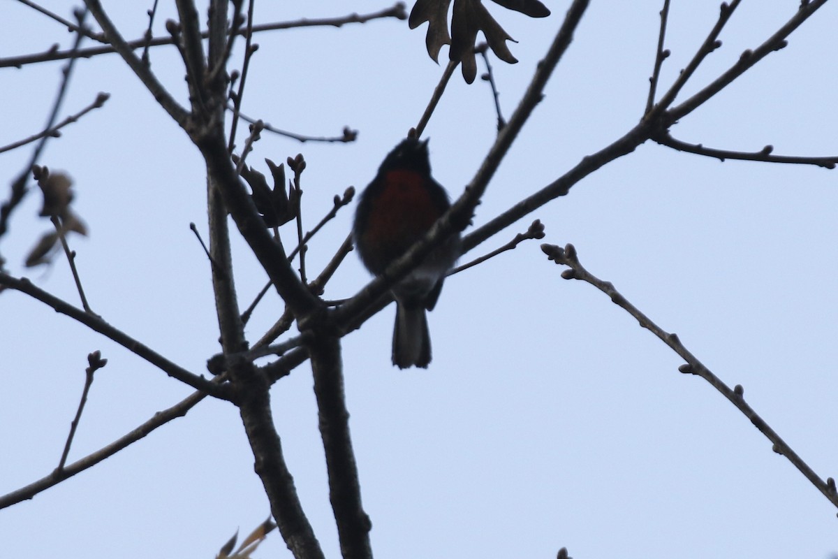 Painted Redstart - ML646497424