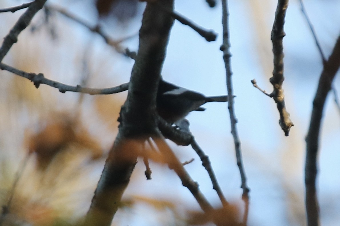 Painted Redstart - ML646497425