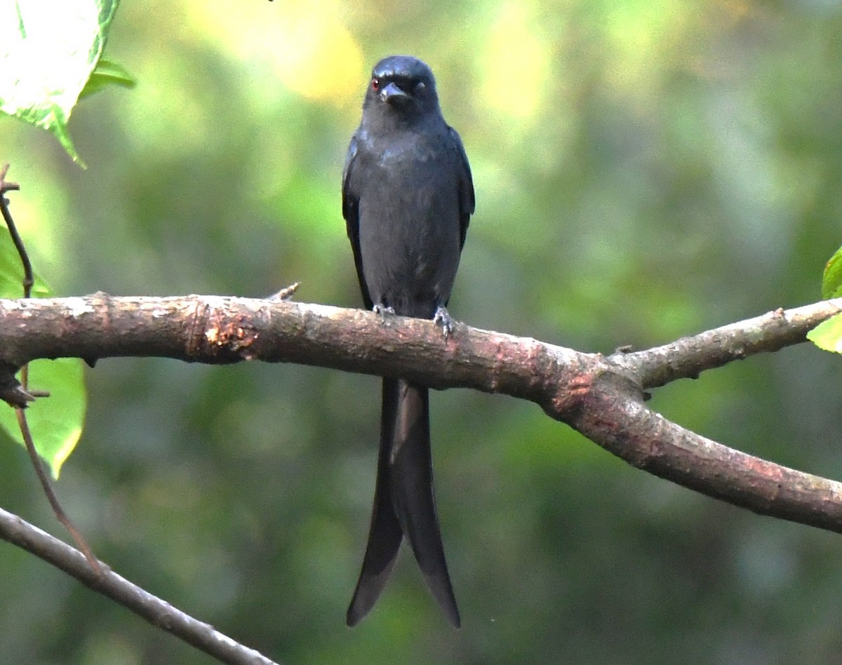 Ashy Drongo - ML646497427