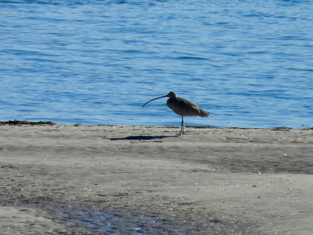 Zarapito Americano - ML646497431