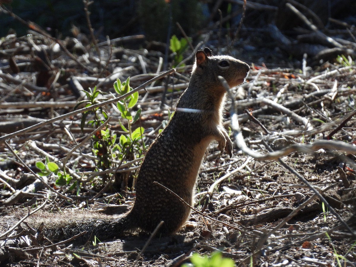 Animals - ML646497432