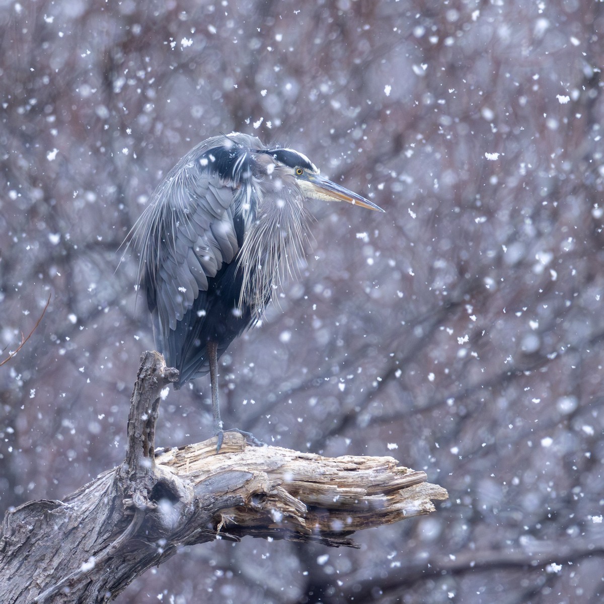 Great Blue Heron - ML646497433