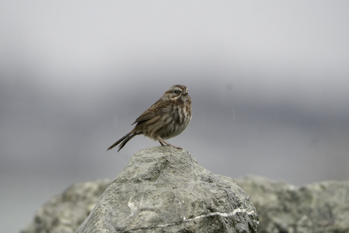 Song Sparrow - ML646497434