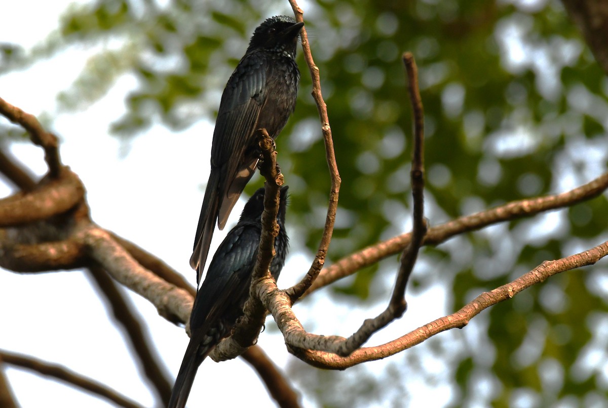 Bronzed Drongo - ML646497435