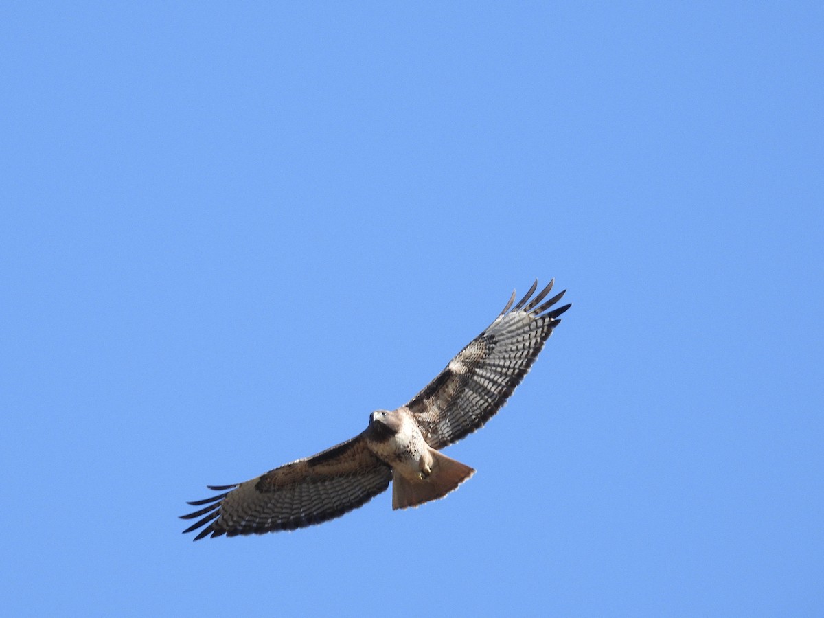 Red-tailed Hawk - ML646497440
