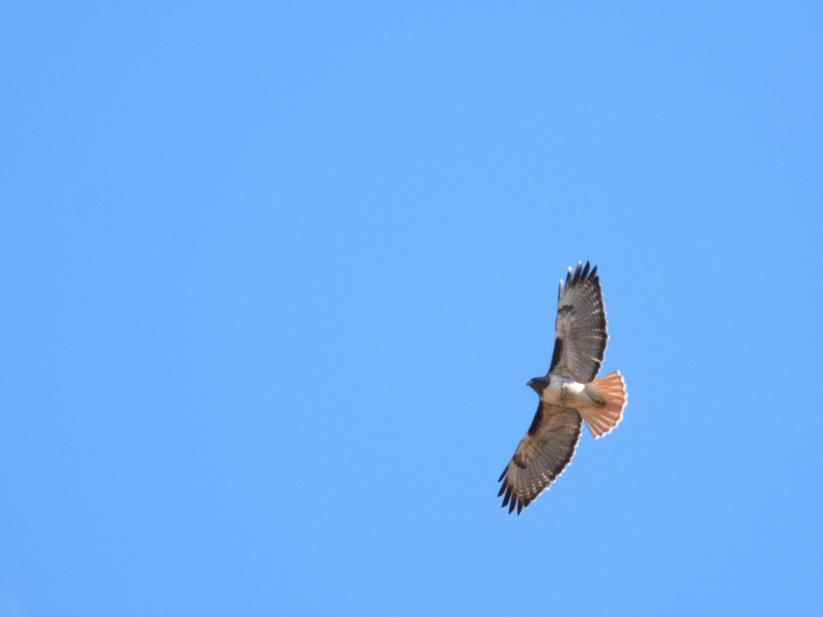 Red-tailed Hawk - ML646497441