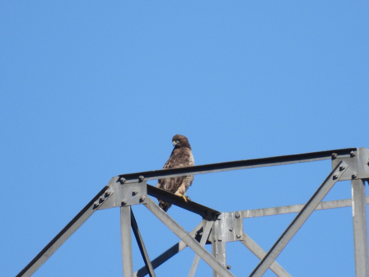 Red-tailed Hawk - ML646497442