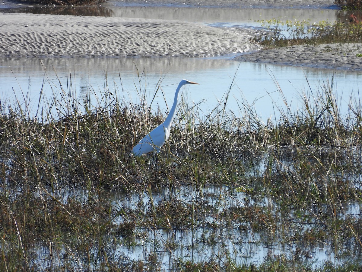 Garceta Grande - ML646497443