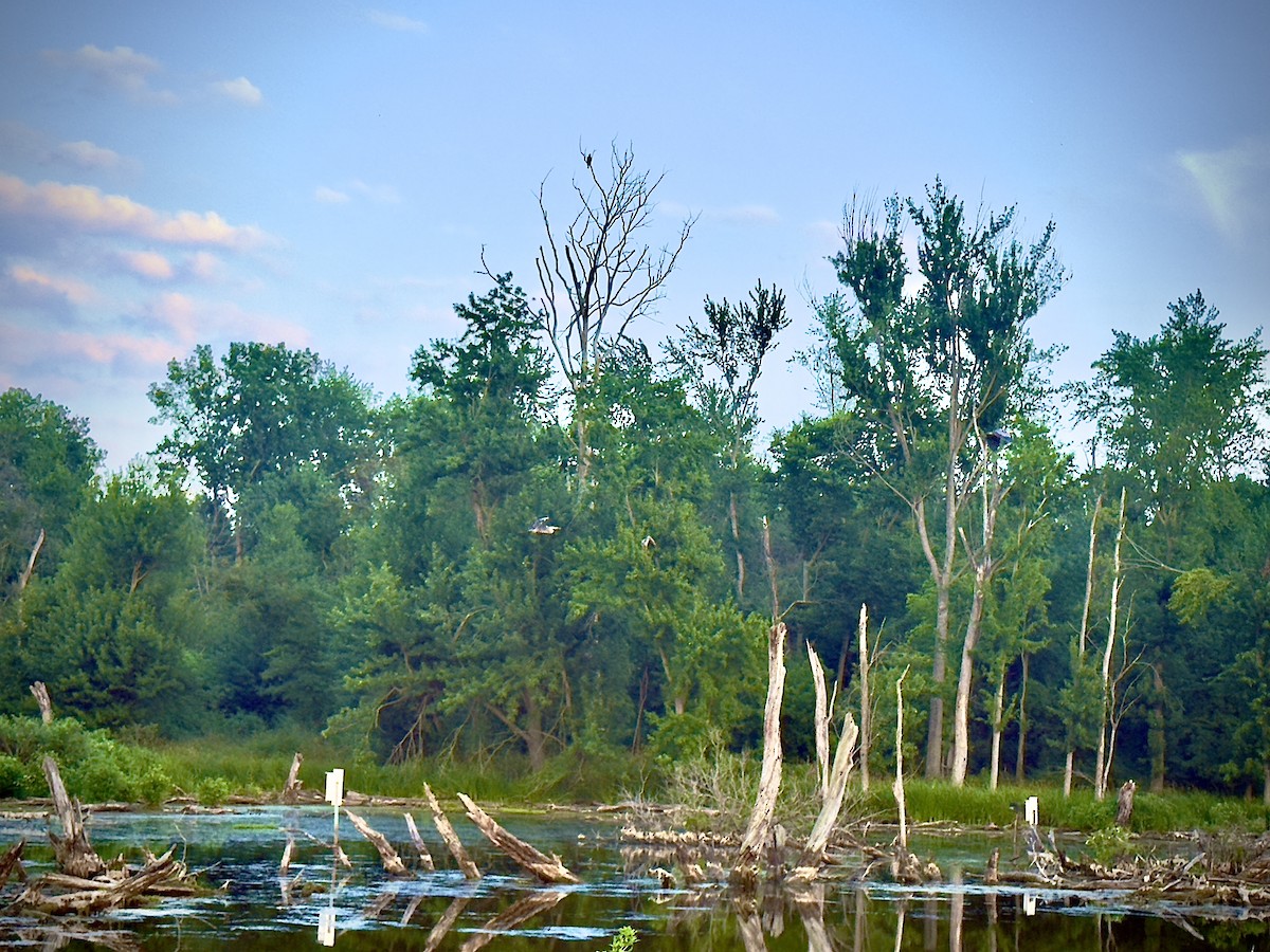 Itsas arrano buruzuria - ML646497446