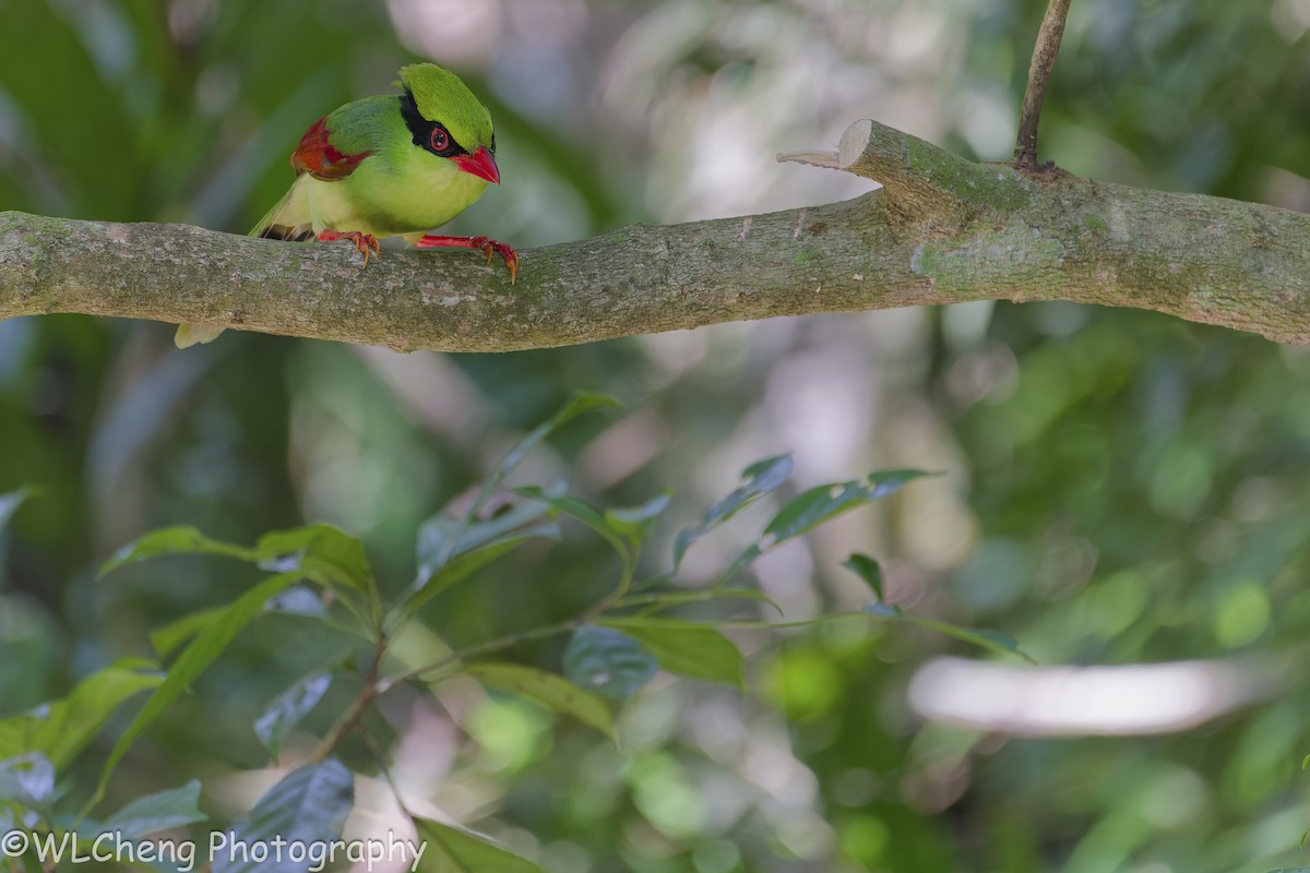 Indochinese Green-Magpie - ML646497447