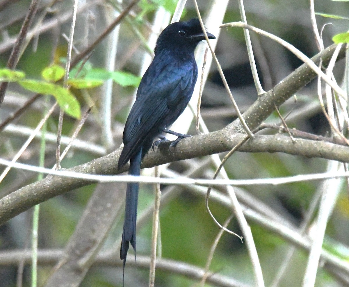 Greater Racket-tailed Drongo - ML646497448