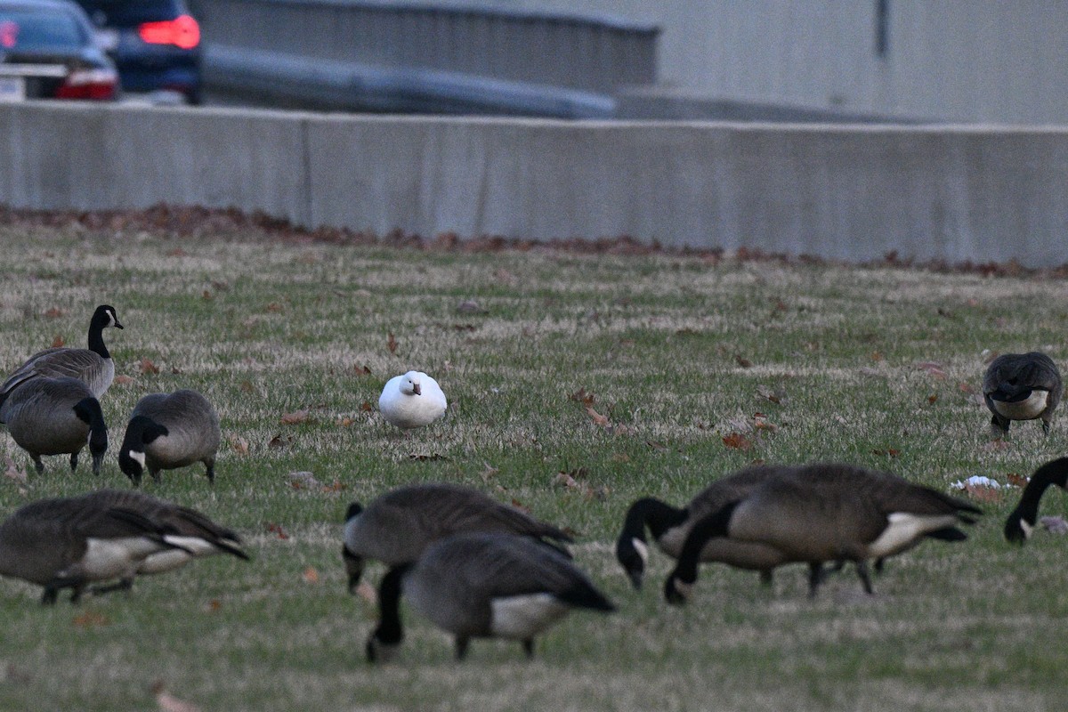 Ross's Goose - ML646497449