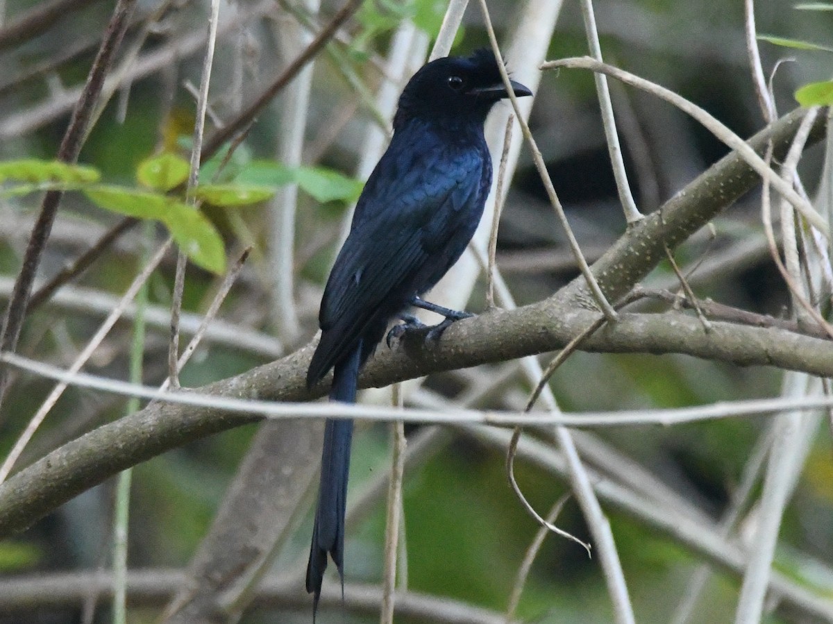 Greater Racket-tailed Drongo - ML646497450
