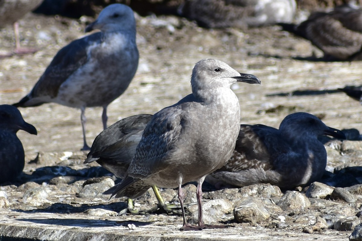 Gaviota Argéntea Americana x Gavión Hiperbóreo (híbrido) - ML646497451
