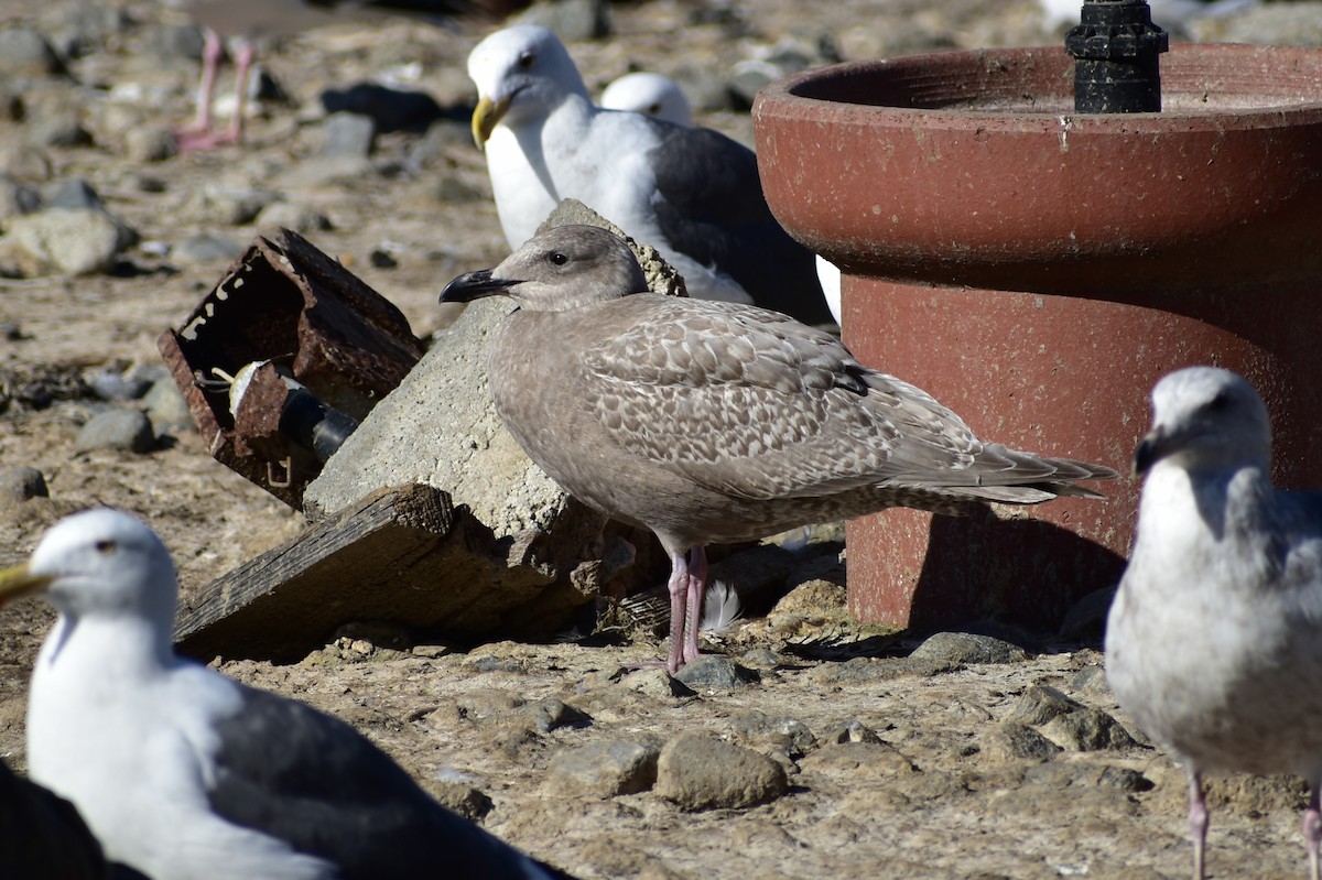 Gaviota Argéntea Americana x Gavión Hiperbóreo (híbrido) - ML646497452