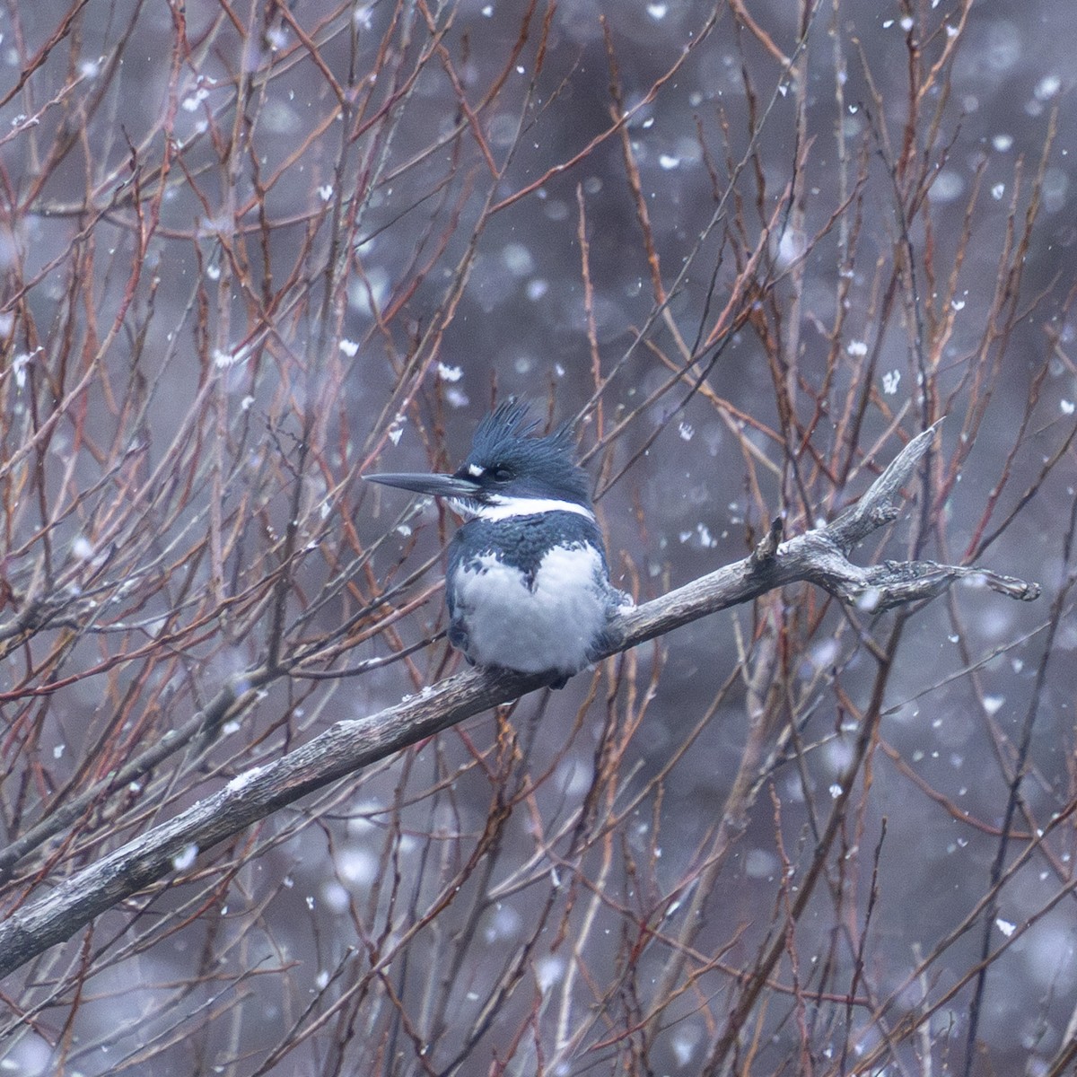 Belted Kingfisher - ML646497453