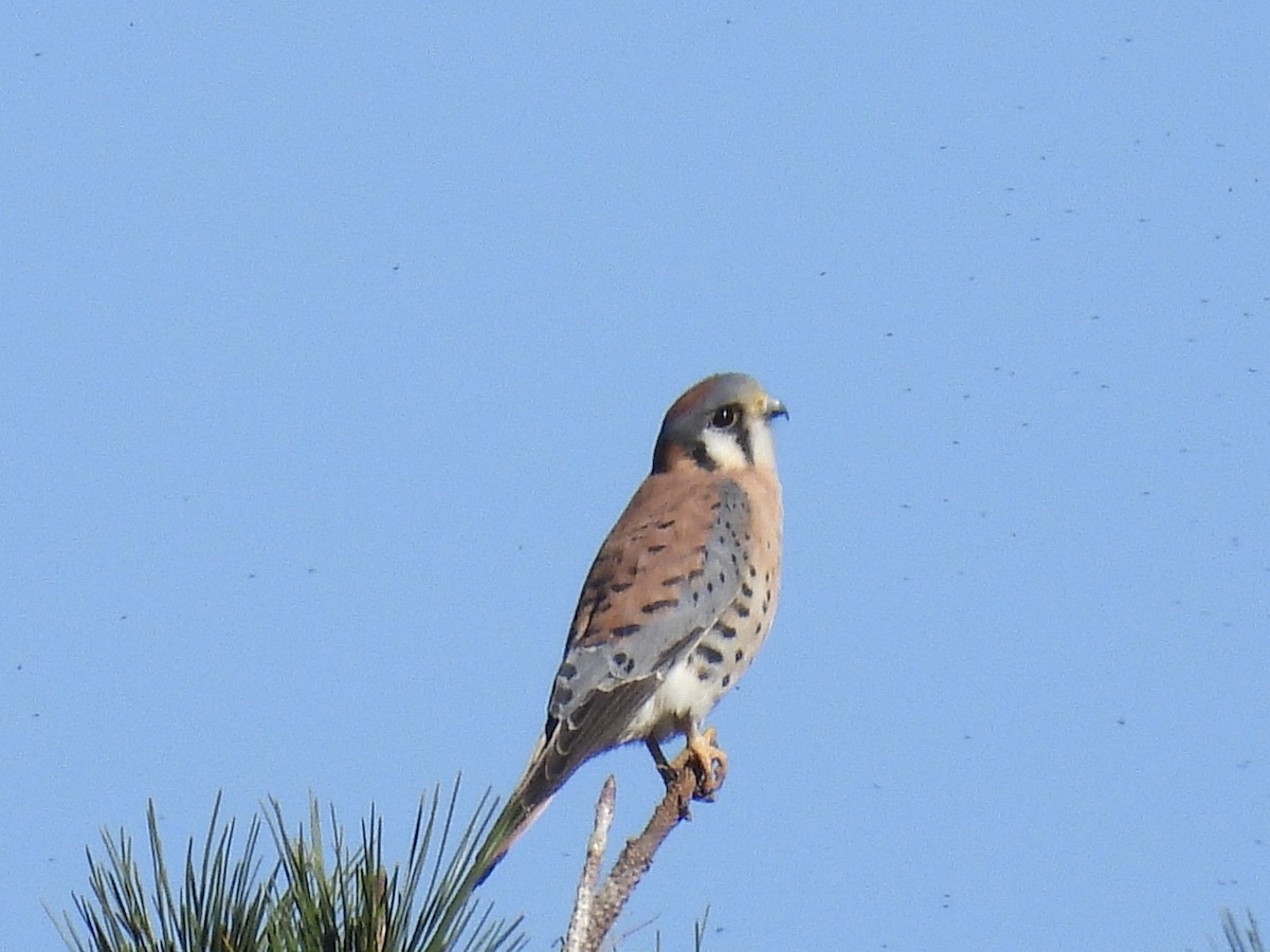 American Kestrel - ML646497455