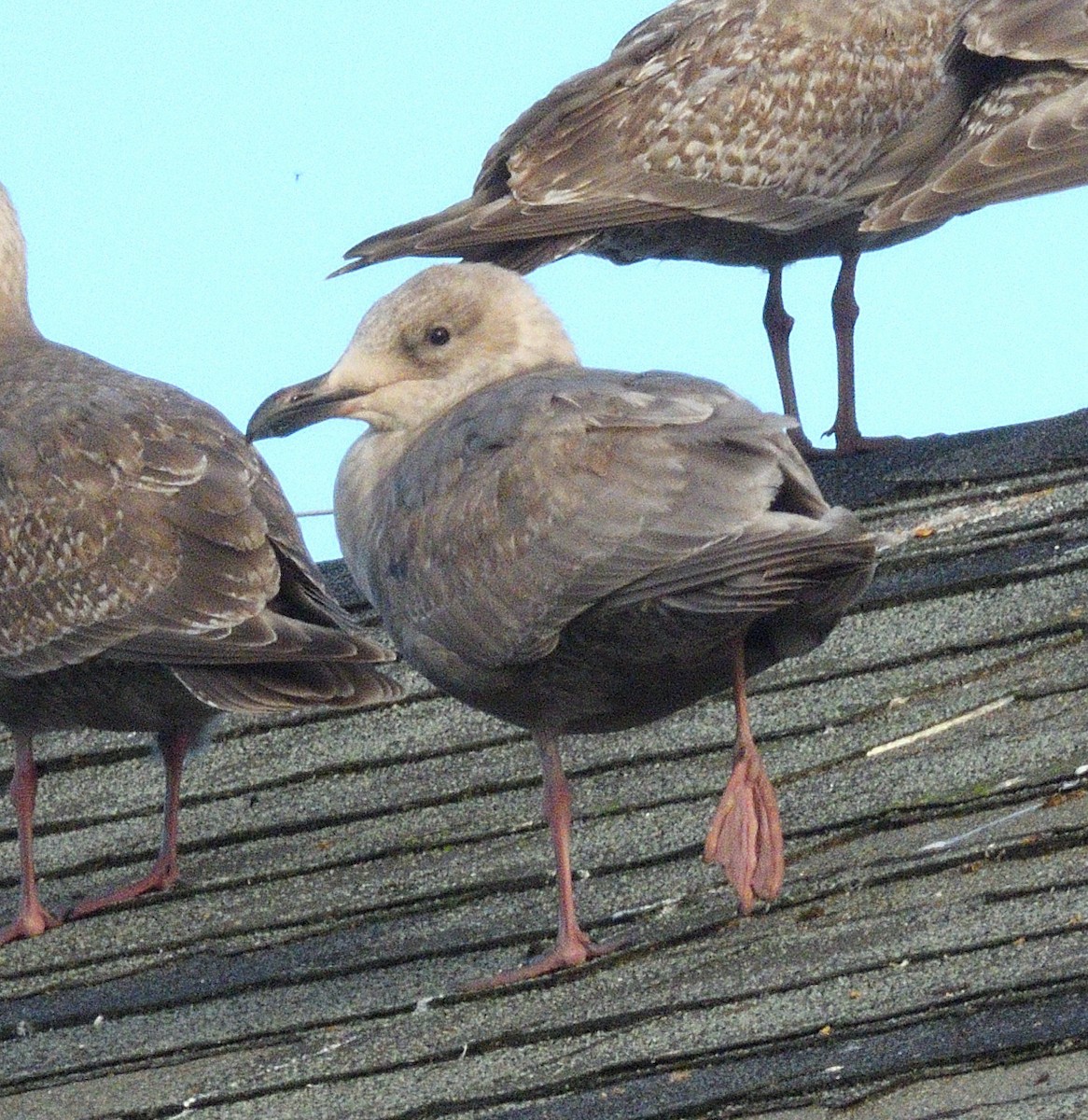 Western x Glaucous-winged Gull (hybrid) - ML646497457