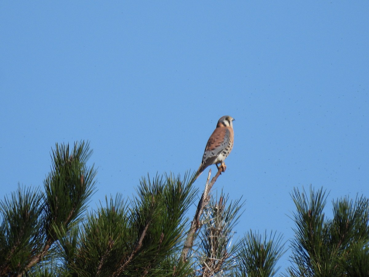 American Kestrel - ML646497458