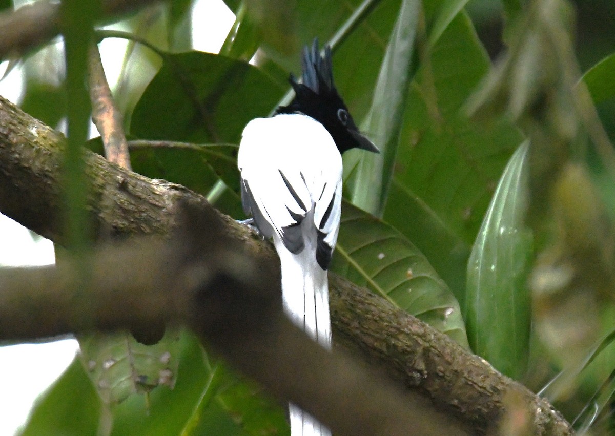 Indian Paradise-Flycatcher - ML646497461