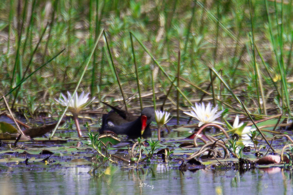 バン - ML646497462