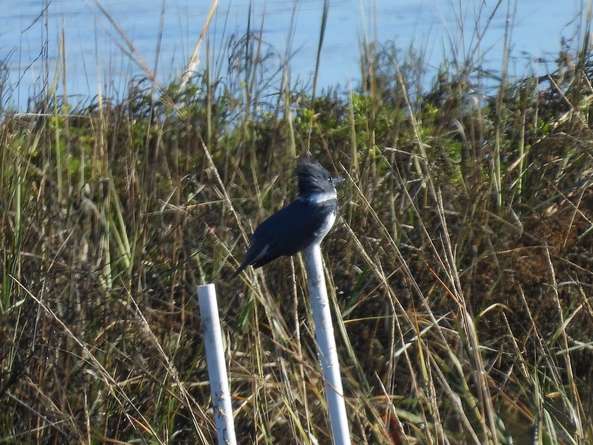 Martín Gigante Norteamericano - ML646497466