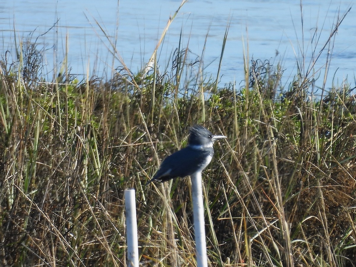 Martín Gigante Norteamericano - ML646497467