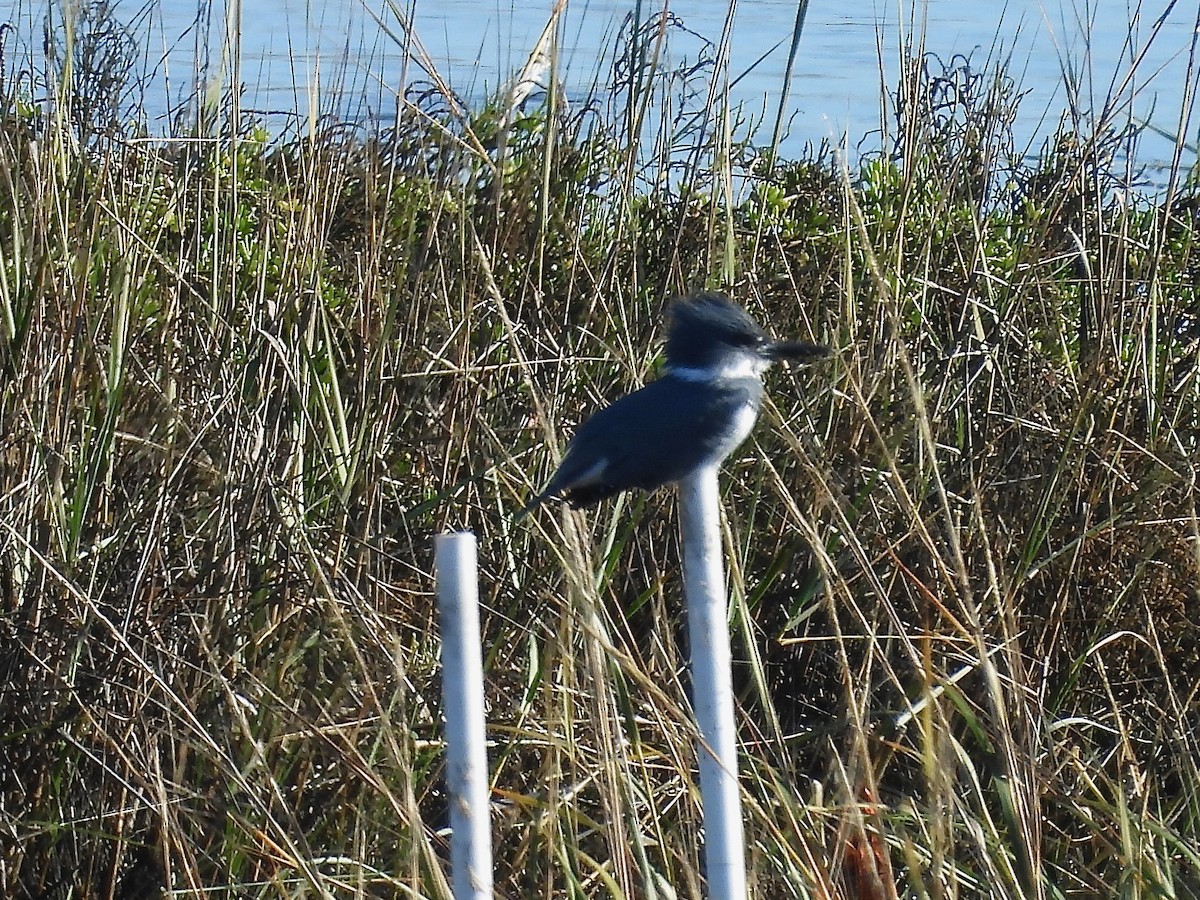 Martín Gigante Norteamericano - ML646497468