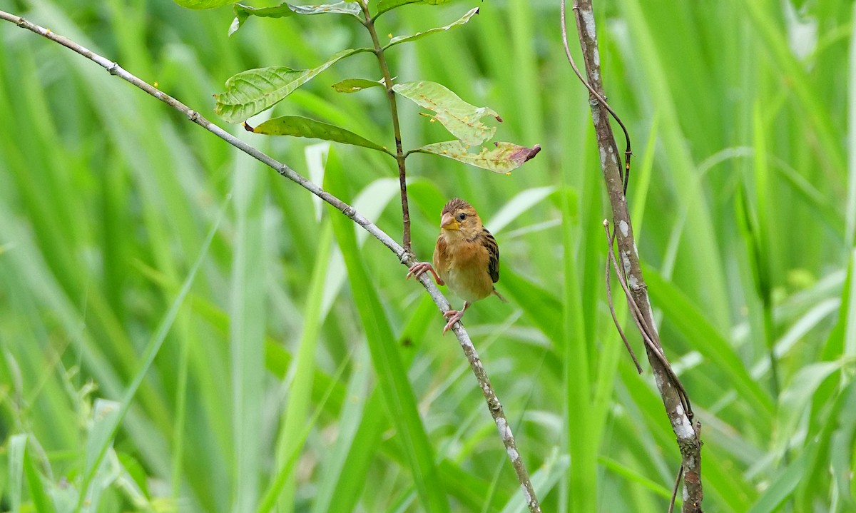 Baya Weaver - ML646497469