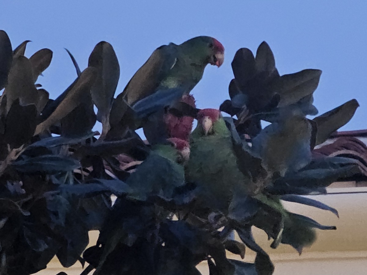 Red-crowned Amazon - ML646497471