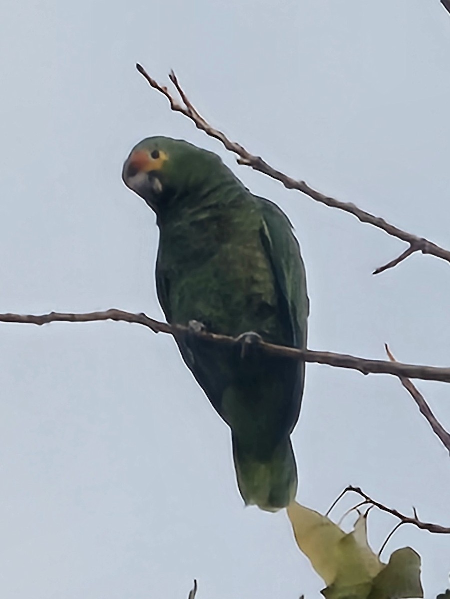 Red-crowned Amazon - ML646497472