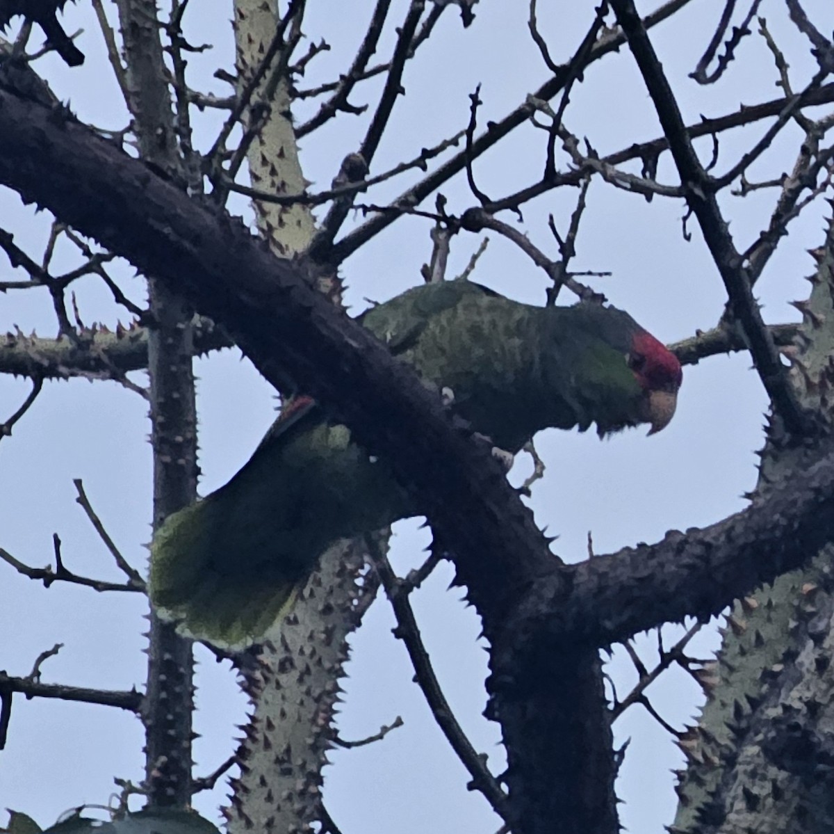 Red-crowned Amazon - ML646497474