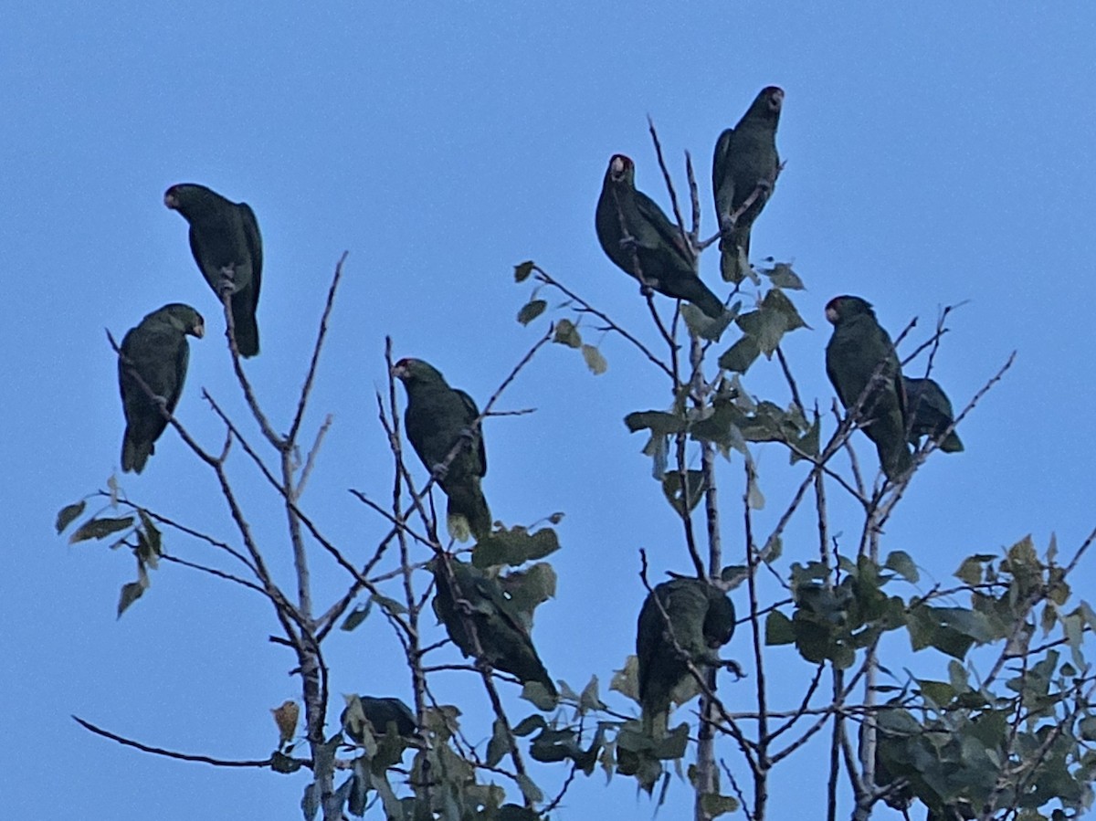 Red-crowned Amazon - ML646497475