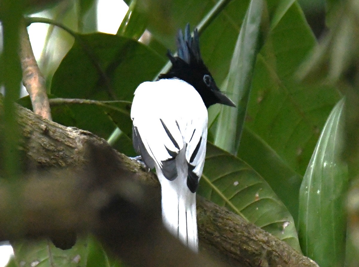 Indian Paradise-Flycatcher - ML646497478