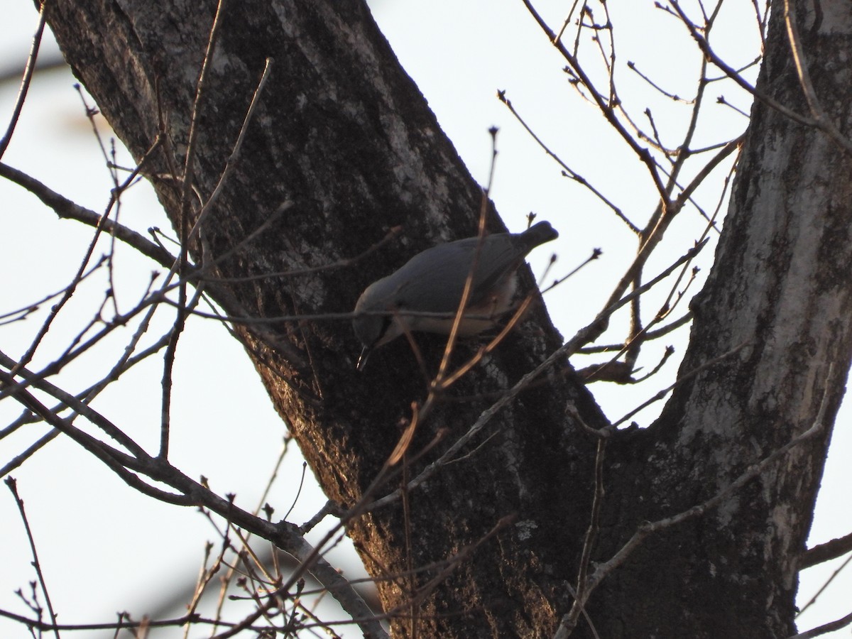 Повзик звичайний - ML646497480