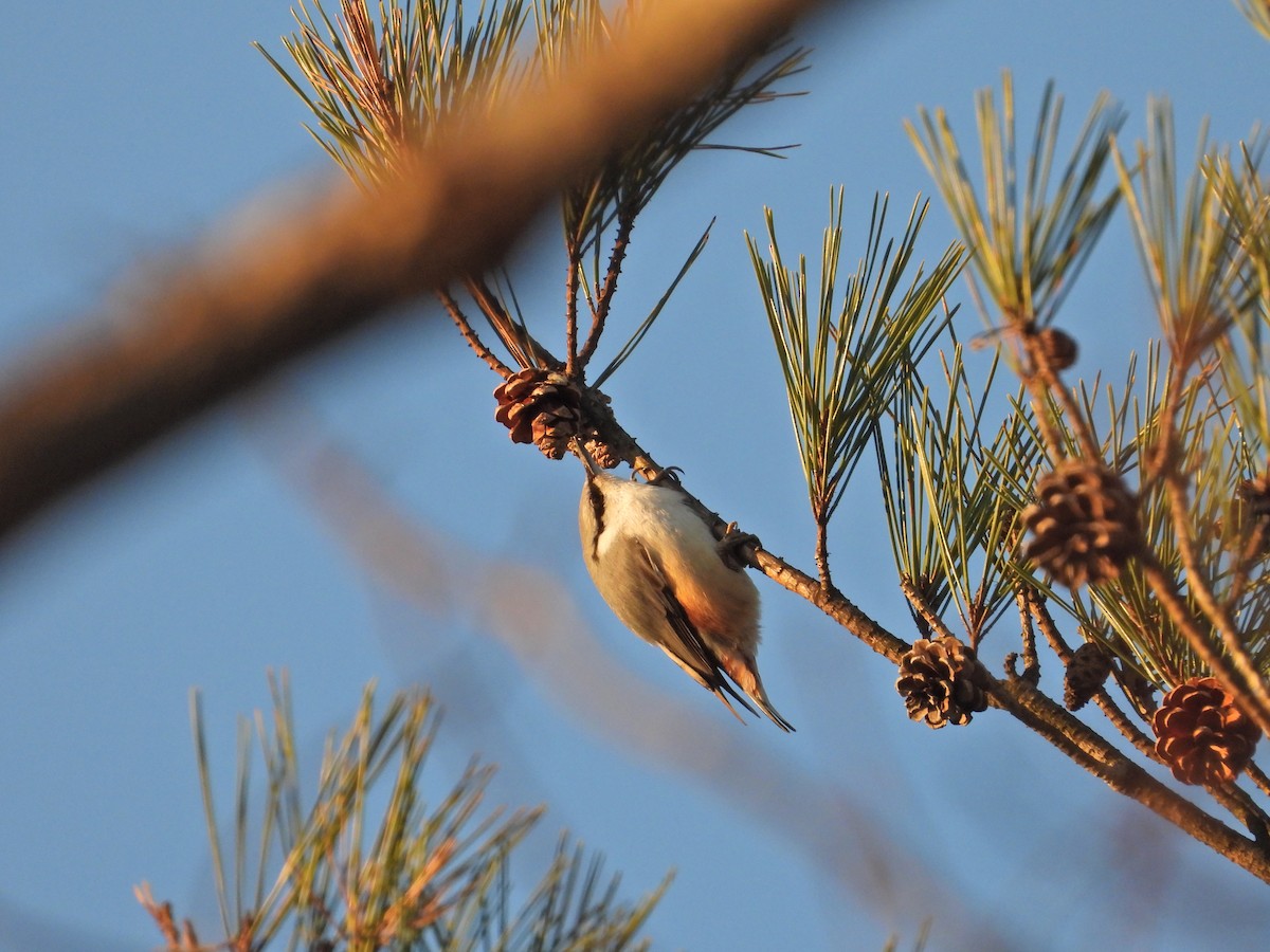 Повзик звичайний - ML646497482