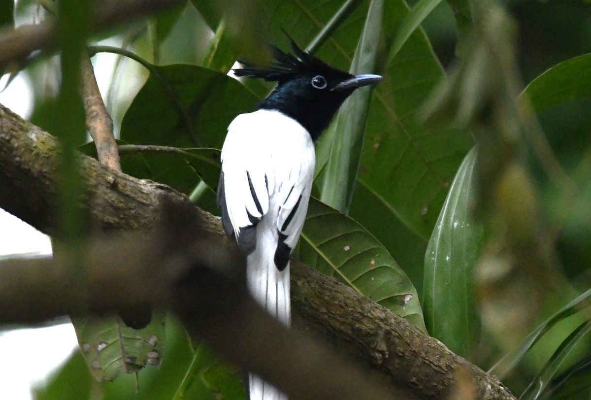 Indian Paradise-Flycatcher - ML646497483