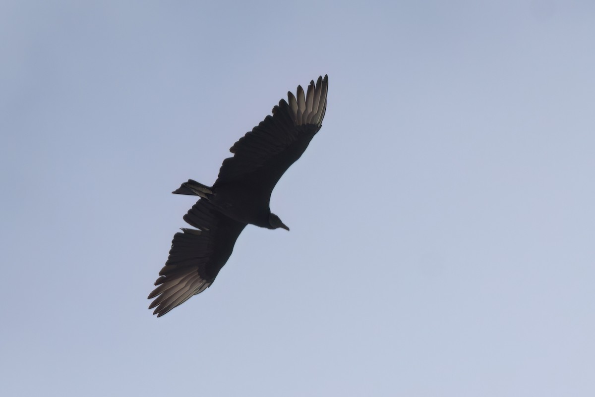 クロコンドル - ML646497484