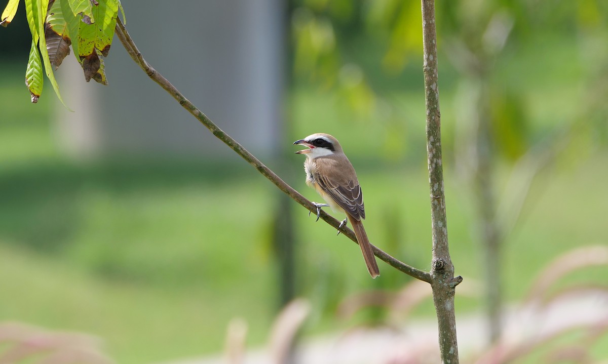 アカモズ - ML646497485