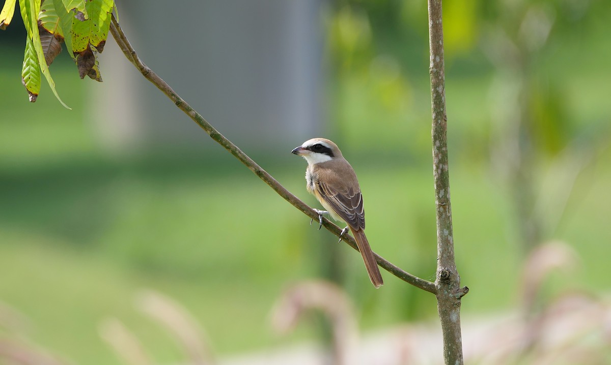 アカモズ - ML646497486