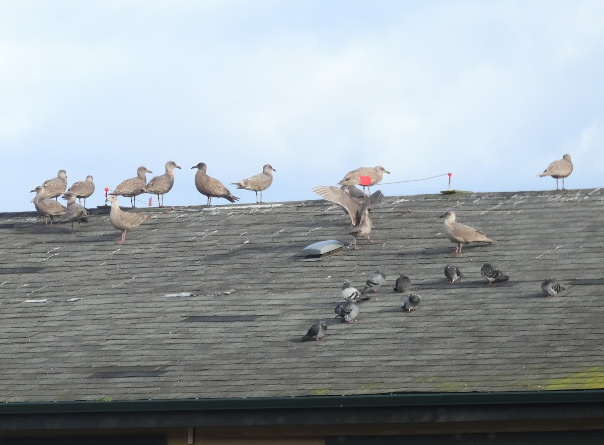 雑種 アメリカオオセグロカモメ ｘ ワシカモメ - ML646497487