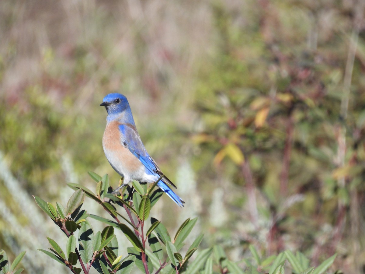チャカタルリツグミ - ML646497488
