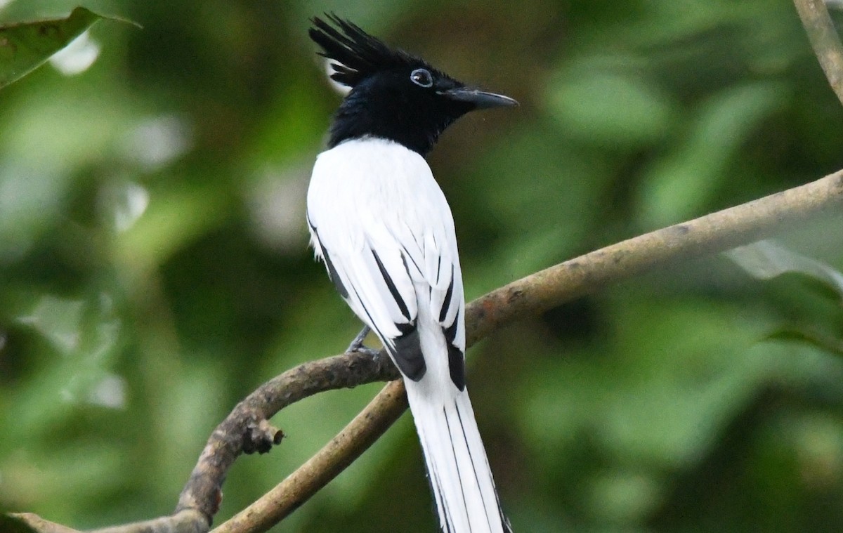 カワリサンコウチョウ - ML646497489